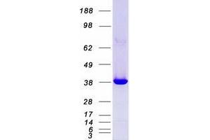 Western Blotting (WB) image for Mitogen-Activated Protein Kinase 14 (MAPK14) (Transcript Variant 1) protein (Myc-DYKDDDDK Tag) (ABIN2725276)