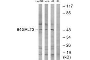 Western blot analysis of extracts from Jurkat/HeLa/HepG2 cells, using B4GALT3 Antibody. (B4GALT3 antibody  (AA 271-320))