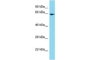 Host: Rabbit Target Name: PPIL4 Sample Type: HepG2 Whole Cell lysates Antibody Dilution: 1. (PPIL4 antibody  (C-Term))
