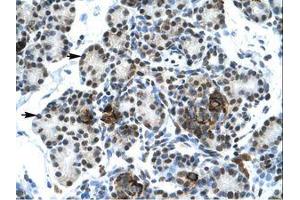 Image no. 1 for anti-V-Ets erythroblastosis Virus E26 Oncogene Homolog 1 (Avian) (ETS1) (AA 52-101) antibody (ABIN202532) (ETS1 antibody  (AA 52-101))