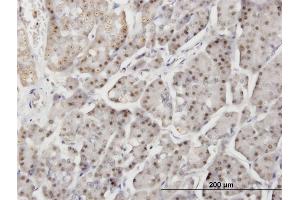 Immunoperoxidase of monoclonal antibody to DTX3L on formalin-fixed paraffin-embedded human pancreas. (DTX3L antibody  (AA 3-110))