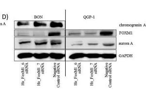 Western Blotting (WB) image for anti-Glyceraldehyde-3-Phosphate Dehydrogenase (GAPDH) antibody (ABIN2857072)