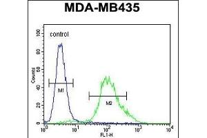 ZNF98 Antibody (C-term) (ABIN654480 and ABIN2844215) flow cytometric analysis of MDA-M cells (right histogram) compared to a negative control cell (left histogram). (ZNF98 antibody  (C-Term))
