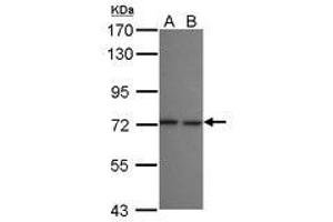 Image no. 1 for anti-SEC16 Homolog B (SEC16B) (N-Term) antibody (ABIN1494081) (SEC16B antibody  (N-Term))
