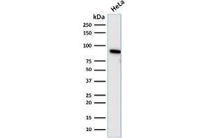 Western Blot Analysis of human HeLa cell lysate using TLE1 Mouse Monoclonal Antibody (TLE1/2085). (TLE1 antibody  (AA 175-338))