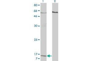 Western Blot analysis of PPBP expression in transfected 293T cell line by PPBP monoclonal antibody (M01), clone 3B9. (CXCL7 antibody  (AA 37-128))