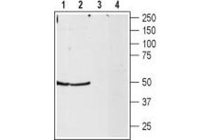 Neuropeptide Y Receptor Y2 (NPY2R) peptide