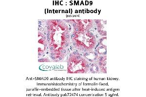 Image no. 1 for anti-SMAD Family Member 9 (SMAD9) (Internal Region) antibody (ABIN1739455) (SMAD9 antibody  (Internal Region))
