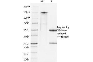 SDS-PAGE Analysis Purified PD1 Rat Monoclonal Antibody (RMP-1-14). (PD-1 antibody)