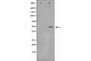 Western blot analysis on 293 cell lysate using DLX3 Antibody,The lane on the left is treated with the antigen-specific peptide. (DLX3 antibody  (Internal Region))