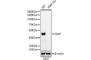 Western blot analysis of extracts from wild type (WT) and XIAP knockout (KO) 293T cells, using XIAP antibody (ABIN7271400) at 1:5000 dilution. (XIAP antibody)