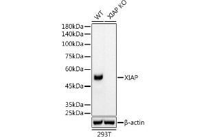 Western blot analysis of extracts from wild type (WT) and XIAP knockout (KO) 293T cells, using XIAP antibody (ABIN7271400) at 1:5000 dilution. (XIAP antibody)