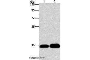 Western blot analysis of K562 and 293T cell, using LIN28B  Polyclonal Antibody at dilution of 1:550 (LIN28B antibody)