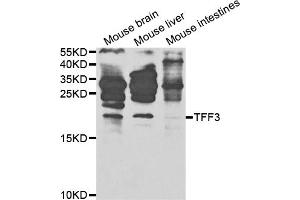 Western blot analysis of extracts of various cell lines, using TFF3 antibody (ABIN5971028) at 1/1000 dilution. (TFF3 antibody)