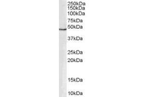 Image no. 1 for anti-GATA Binding Protein 1 (Globin Transcription Factor 1) (GATA1) (Internal Region) antibody (ABIN374593) (GATA1 antibody  (Internal Region))