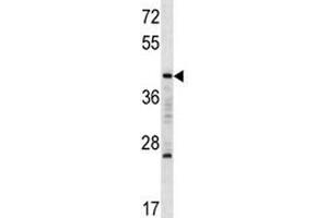 MAFA antibody western blot analysis in K562 lysate. (MAFA antibody  (AA 286-315))