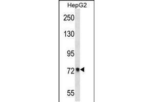 Western blot analysis in HepG2 cell line lysates (35ug/lane). (ACSS2 antibody  (AA 261-290))