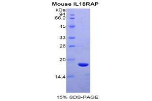 SDS-PAGE (SDS) image for Interleukin 18 Receptor Accessory Protein (IL18RAP) (AA 117-240) protein (His tag) (ABIN2121439)