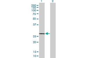 Western Blot analysis of MRGPRX2 expression in transfected 293T cell line by MRGPRX2 MaxPab polyclonal antibody. (MRGPRX2 antibody  (AA 1-330))