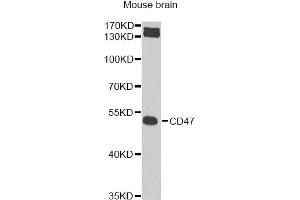 Western blot analysis of extracts of mouse brain, using CD47 Antibody (ABIN5974380) at 1/1000 dilution.