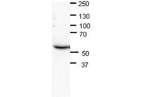 CHAF1B antibody - N-terminal region  validated by WB using Mouse brains at 1:1000.