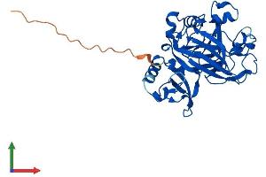 AlphaFold protein structure predicition of Mouse Recombinant Fahd2 Protein, UniprotID Q3TC72