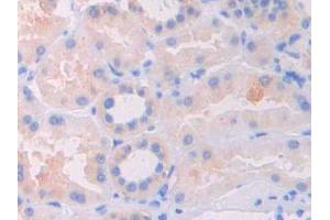 DAB staining on IHC-P; Samples: Human Kidney Tissue (FIL1d antibody  (AA 12-151))