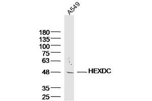 A549 lysates probed with HEXDC Polyclonal Antibody, Unconjugated  at 1:300 dilution and 4˚C overnight incubation. (HEXDC antibody  (AA 1-100))