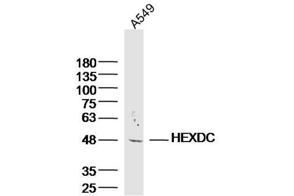 HEXDC Antikörper  (AA 1-100)
