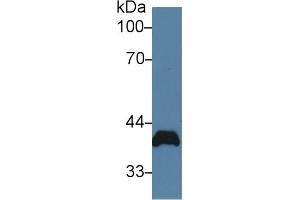 Western Blot; Sample: Rat Heart lysate; Primary Ab: 2µg/ml Rabbit Anti-Rat PVR Antibody Second Ab: 0.