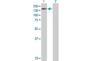 Western Blot analysis of STK11IP expression in transfected 293T cell line by STK11IP MaxPab polyclonal antibody. (STK11IP antibody  (AA 1-1099))