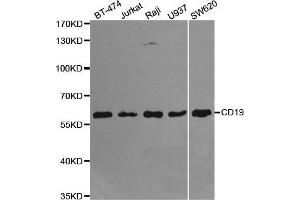 Western blot analysis of extracts of various cell lines, using CD19 antibody. (CD19 antibody  (AA 351-556))