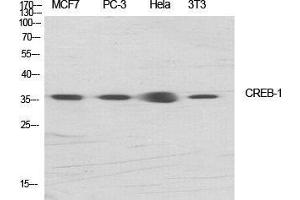 Western Blot (WB) analysis of specific cells using CREB-1 Polyclonal Antibody. (CREB1 antibody  (Ser256))