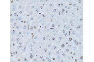Immunohistochemistry of paraffin-embedded Mouse liver using HNF4A Polyclonal Antibody at dilution of 1:100 (40x lens). (HNF4A antibody)