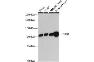 Western blot analysis of extracts of various cell lines using EHD4 Polyclonal Antibody at dilution of 1:3000. (EHD4 antibody)
