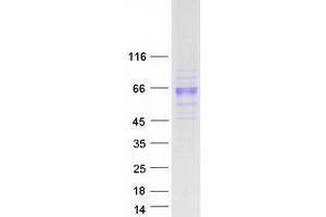 Validation with Western Blot (PSG1 Protein (Myc-DYKDDDDK Tag))