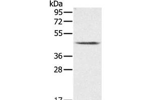 Western Blot analysis of K562 cell using PLTP Polyclonal Antibody at dilution of 1:200
