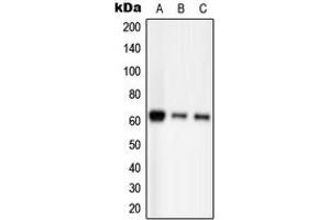 Western blot analysis of PAK2 (pS20) expression in HEK293T EGF-treated (A), Raw264. (PAK2 antibody  (N-Term, pSer20))