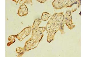 Immunohistochemistry of paraffin-embedded human placenta tissue using ABIN7152887 at dilution of 1:100