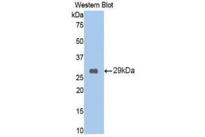 Western Blotting (WB) image for anti-Lectin, Galactoside-Binding, Soluble, 9 (LGALS9) (AA 194-322) antibody (ABIN1858954) (Galectin 9 antibody  (AA 194-322))