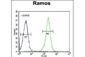 X5 Antibody (Center) (ABIN655650 and ABIN2845125) flow cytometric analysis of Ramos cells (right histogram) comred to a negative control cell (left histogram).