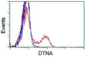 HEK293T cells transfected with either RC223952 overexpress plasmid (Red) or empty vector control plasmid (Blue) were immunostained by anti-DTNA antibody (ABIN2454048), and then analyzed by flow cytometry.