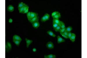 Immunofluorescence staining of HepG2 cells with ABIN7162159 at 1:133, counter-stained with DAPI. (OMP antibody  (AA 2-163))