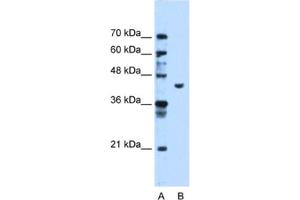 Western Blotting (WB) image for anti-Phosphoglycerate Kinase 1 (PGK1) antibody (ABIN2463141) (PGK1 antibody)