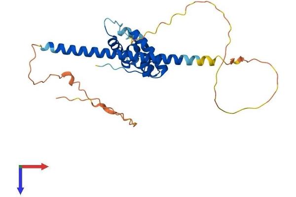 CCDC106 Protein (AA 1-279) (His tag)