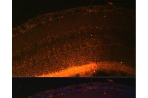 Immunofluorescence analysis of Mouse retina using GRK1 Polyclonal Antibody at dilution of 1:100 (40x lens). (GRK1 antibody)