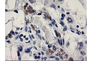 Image no. 4 for anti-ELK3, ETS-Domain Protein (SRF Accessory Protein 2) (ELK3) antibody (ABIN1498006) (ELK3 antibody)