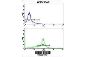 Flow cytometric analysis of WiDr cells using MMP15 Antibody (N-term)(bottom histogram) compared to a negative control cell (top histogram). (MMP15 antibody  (N-Term))