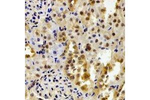 Immunohistochemical analysis of FKBP6 staining in mouse kidney formalin fixed paraffin embedded tissue section.