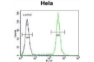 TBX6 Antibody (Center W158) flow cytometric analysis of Hela cells (right histogram) compared to a negative control cell (left histogram). (T-Box 6 antibody  (Middle Region))